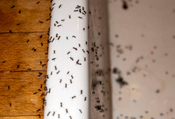 Grant City, MO Pest Control Company